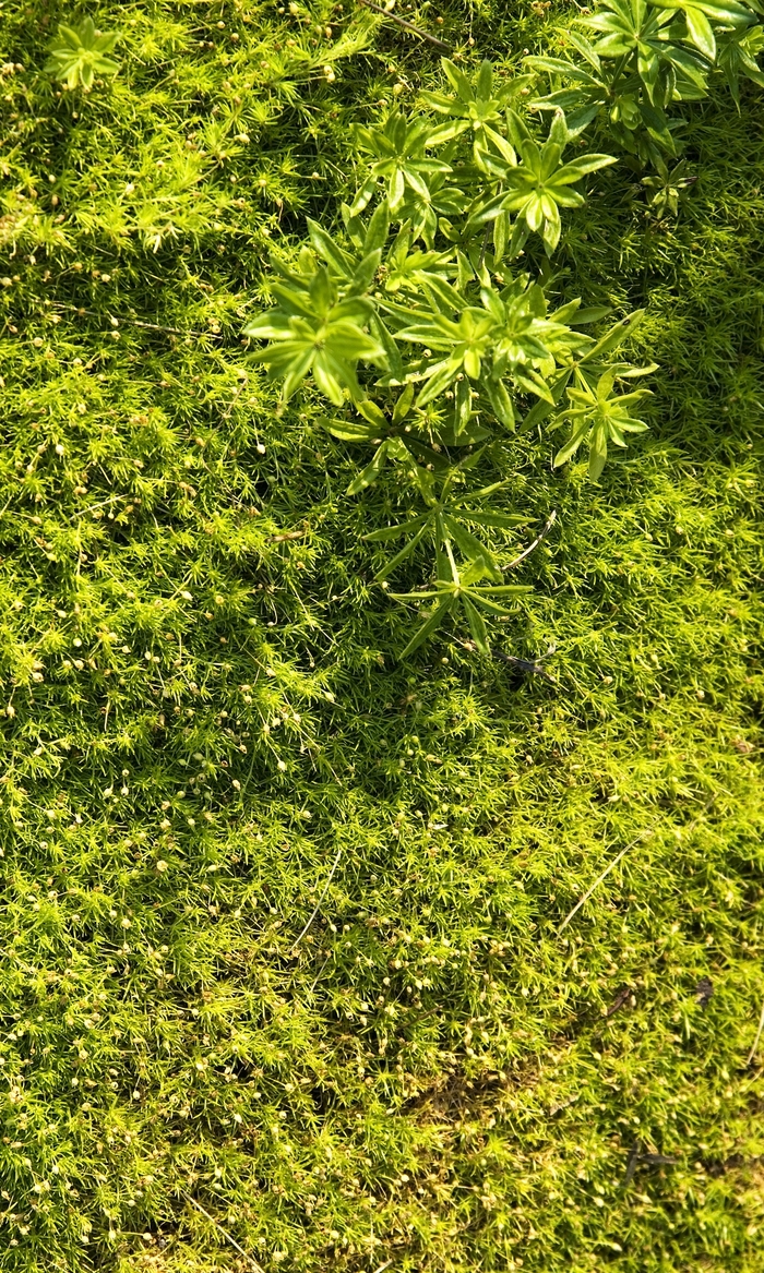 Scotch Moss - Sagina subulata aurea from Kings Garden Center