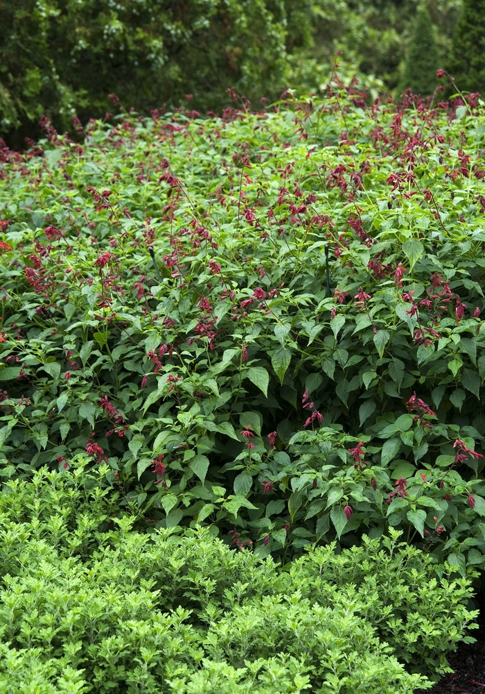 Furman's Red Autumn Sage - Salvia greggii 'Furman's Red' from Kings Garden Center