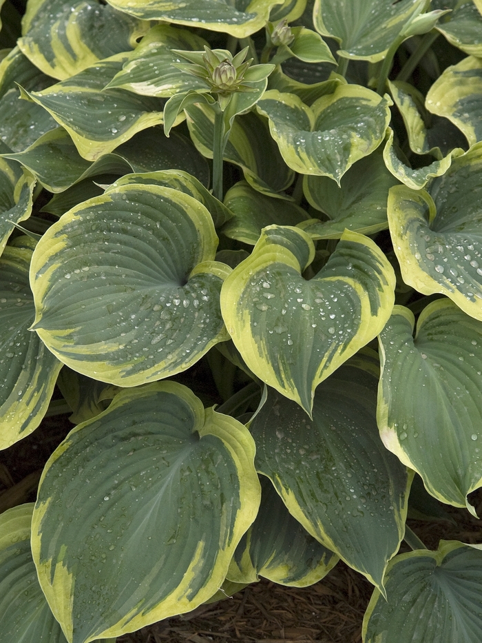 Hosta - Hosta 'Earth Angel' from Kings Garden Center