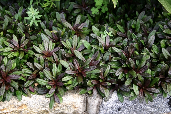 Ajuga - Ajuga Reptans 'Chocolate Chip' from Kings Garden Center