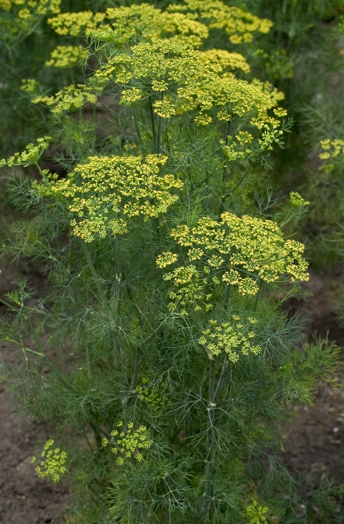 Fernleaf Dill - Anethum graveolens from Kings Garden Center