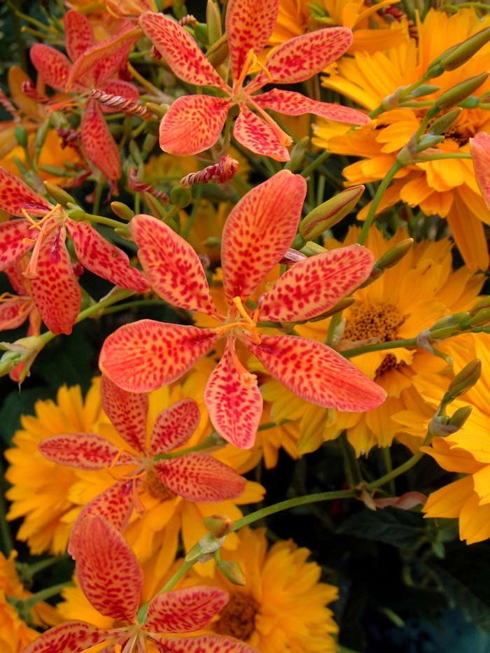 Blackberry Lily - Belamcanda chinensis from Kings Garden Center