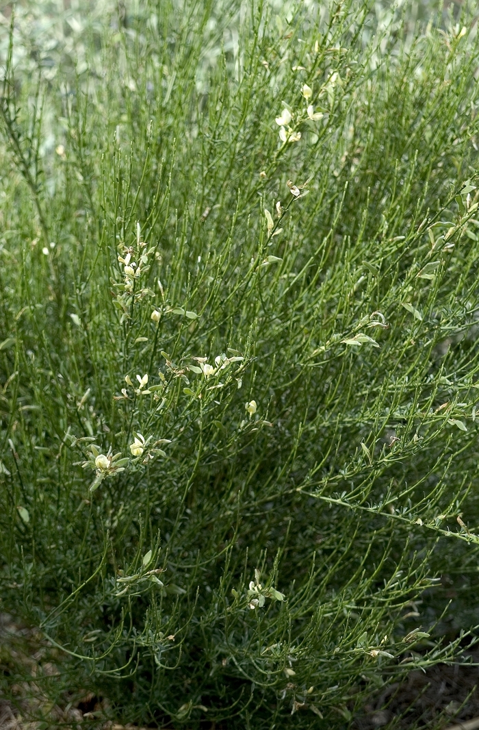 Scotch Broom - Cytisus scoparius from Kings Garden Center