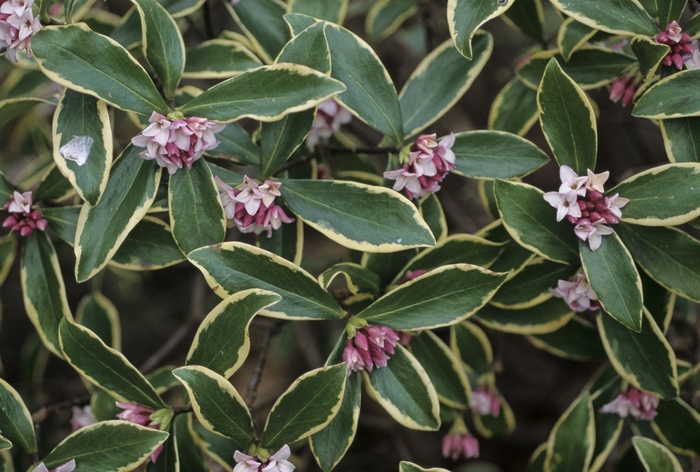 Daphne odora - Daphne odora 'Aureo-marginatus' from Kings Garden Center