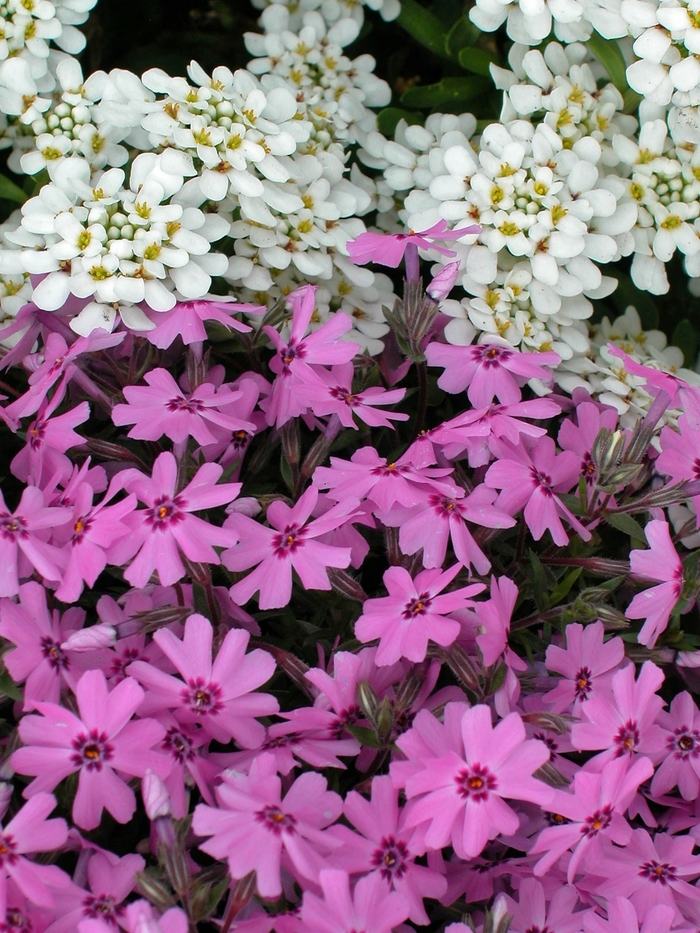 Candytuft - Iberis sempervirens from Kings Garden Center