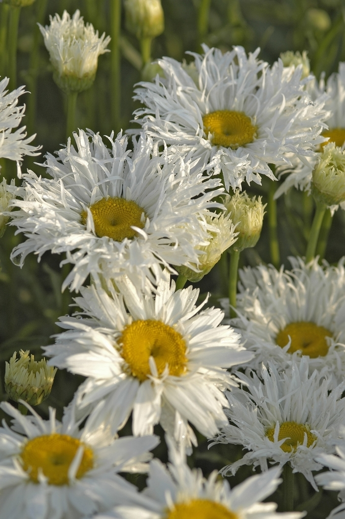 SHASTA DAISY Freak! - Leucanthemum superbum ''Freak!'' from Kings Garden Center