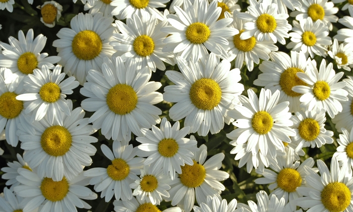 Shasta Daisy Snowcap - Leucanthemum superbum ''Snowcap'' from Kings Garden Center