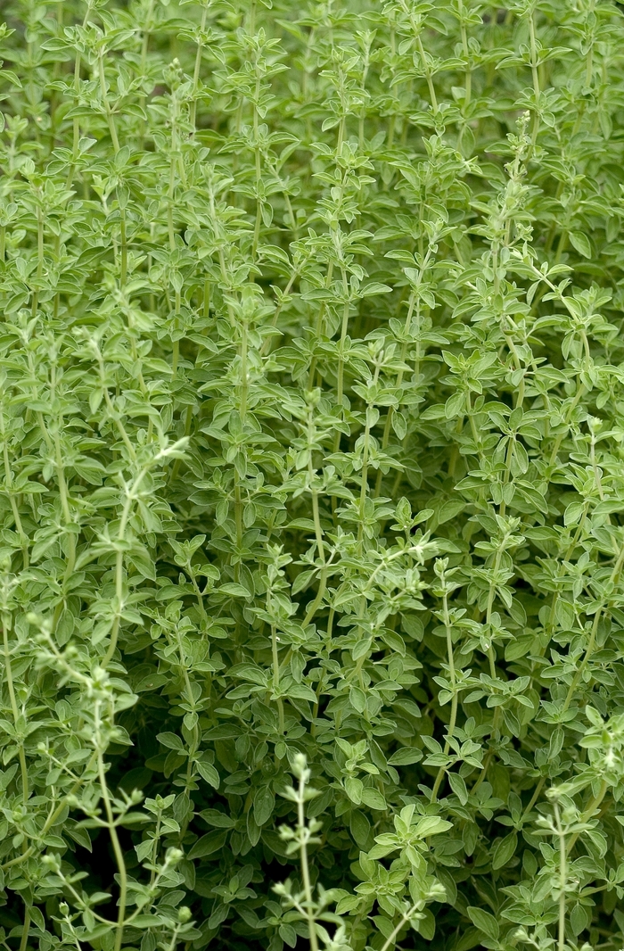 Sweet Marjoram - Origanum majorana from Kings Garden Center