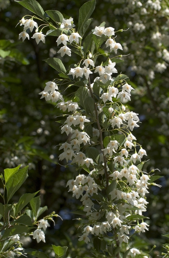 Japanese Snowbell - Styrax japonicus from Kings Garden Center