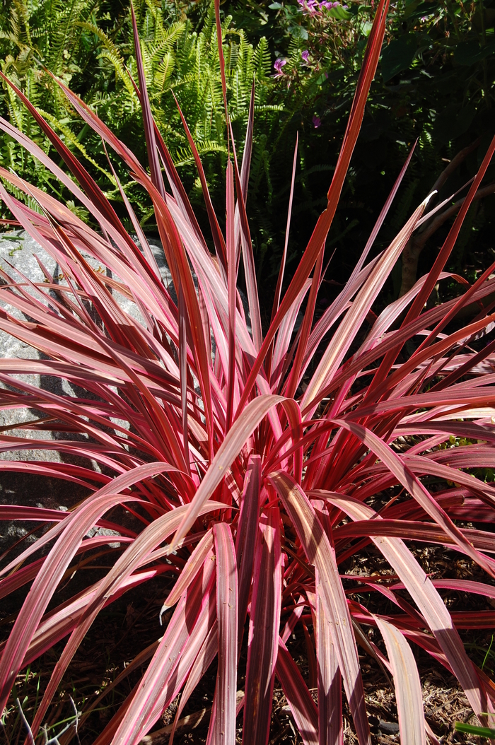Dracaena Palm Cordyline Kings Garden Center