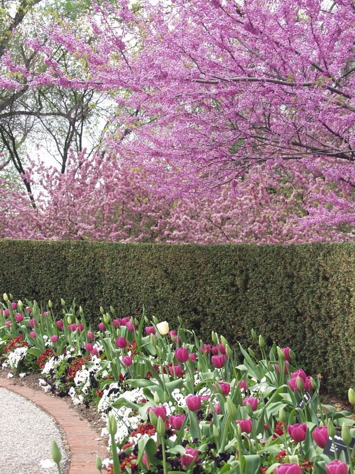 Eastern Redbud - Cercis canadensis from Kings Garden Center