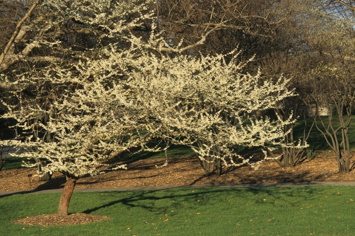 White redbud - Cercis canadensis 'Alba' from Kings Garden Center