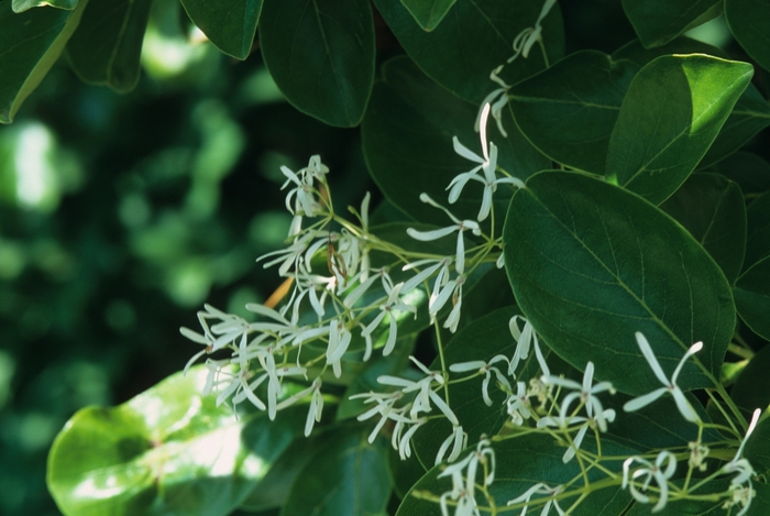 Fringetree Chinese - Chionanthus retusus from Kings Garden Center