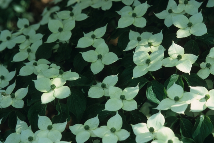 Chinese Dogwood or Kousa Dogwood - Cornus kousa from Kings Garden Center