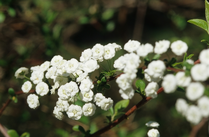 Bridal Wreath Spirea - Spiraea prunifolia from Kings Garden Center