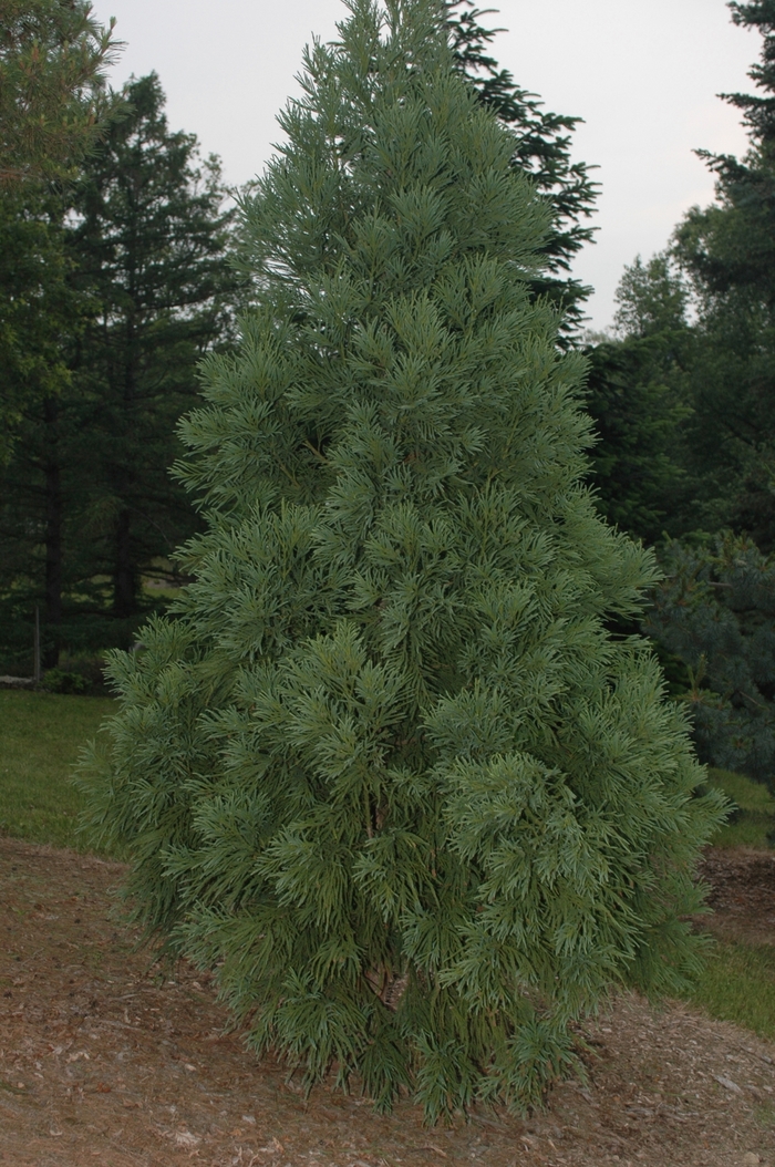 Yoshino Japanese Cryptomeria - Crytptomeria japonica 'Yoshino' from Kings Garden Center