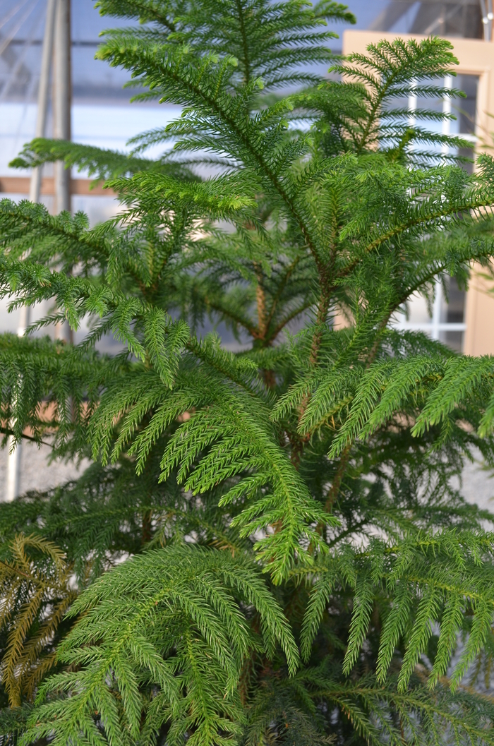 Norfolk Island Pine - Araucaria heterophylla from Kings Garden Center