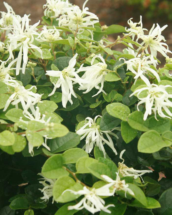 Emerald Snow Loropetalum - Loropetalum chinensis 'Emerald Snow' from Kings Garden Center