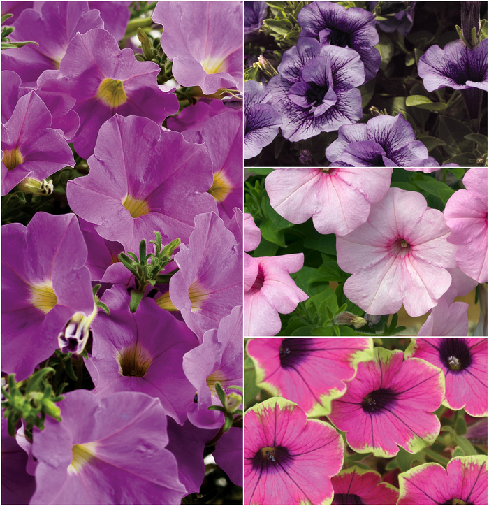 Petunia - Petunia hybrid 'Supertunia®' from Kings Garden Center