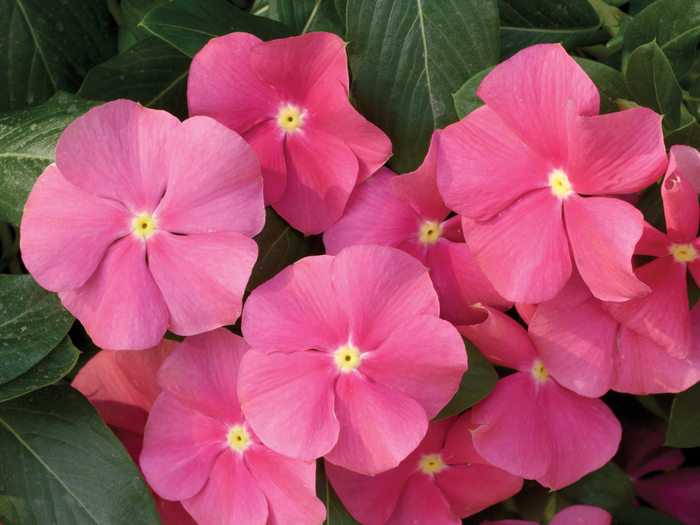 Annual Vinca; Periwinkle - Catharanthus roseus 'Nirvana® Cascade Rose' from Kings Garden Center