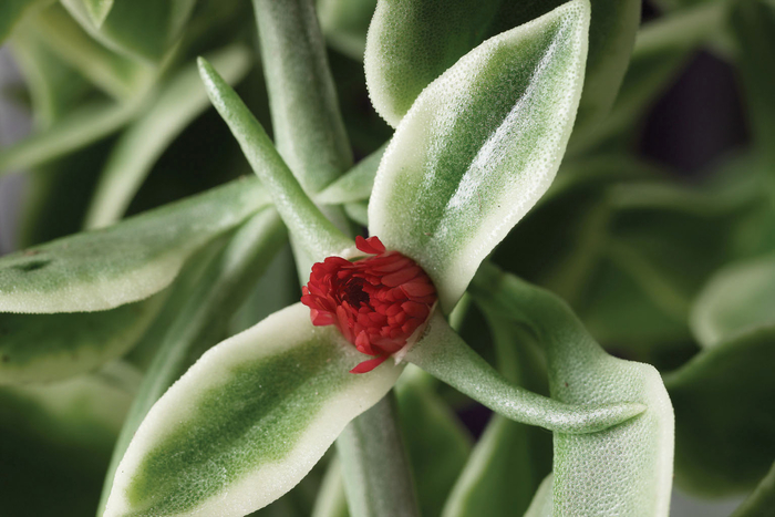 Mezoo™ Trailing Red - Dorotheanthus bellidiformis 'Mezoo Trailing Red' from Kings Garden Center