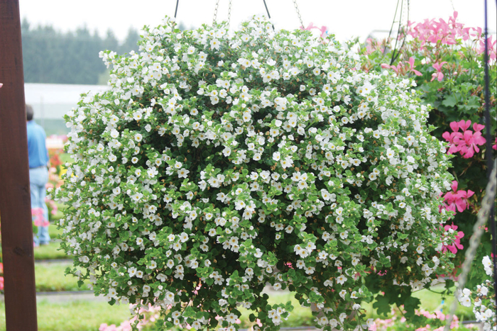 Bacopa - Sutera cordata 'Calypso Jumbo White' from Kings Garden Center