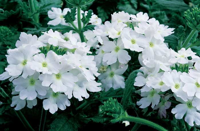 Lanai® Blush White - Verbena 'Lanai® Blush White' from Kings Garden Center