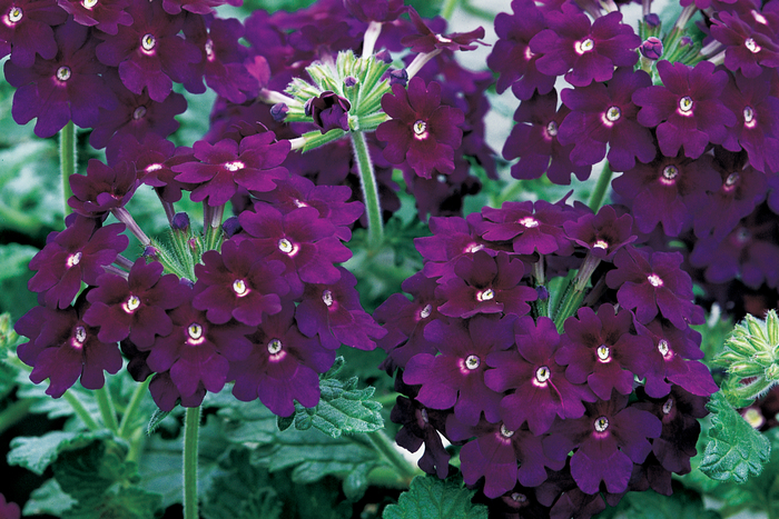 Verbena - Verbena hybrida 'Lanai® Deep Purple' from Kings Garden Center