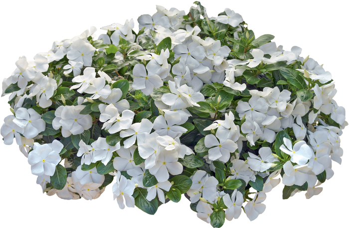 Annual Vinca; Periwinkle - Vinca 'Nirvana® Cascade White' from Kings Garden Center