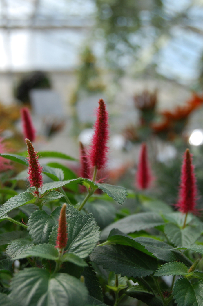 Trailing Red Cattail - Acalypha pendula from Kings Garden Center