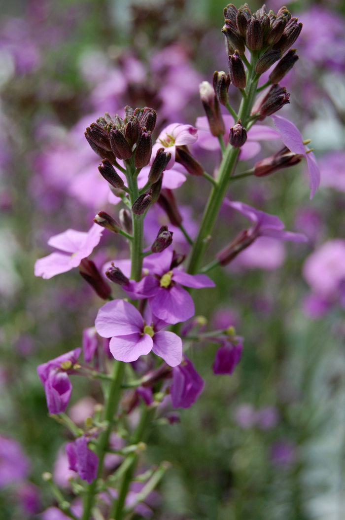 Erysimum - Erysimum linifolium 'Bowles Mauve' from Kings Garden Center