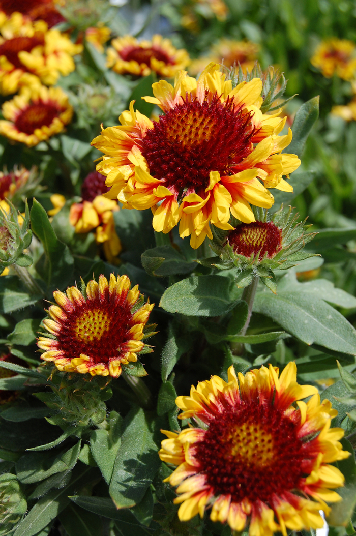 St. Clements' Blanket Flower - Gaillardia aristata 'Gallo™ Yellow Trumpet' from Kings Garden Center