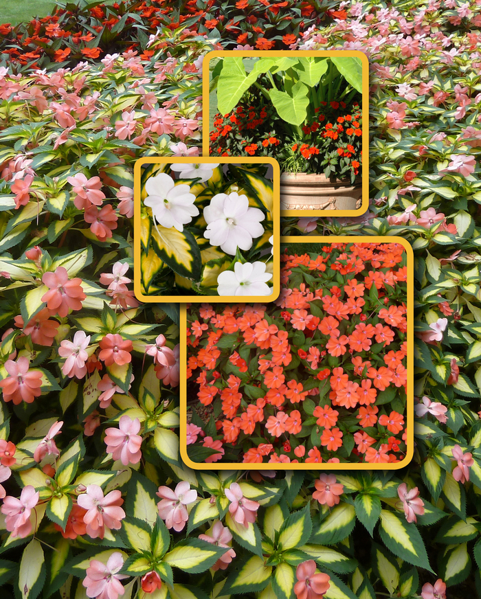 SunPatiens® Spreading - IMPATIENS for the SUN from Kings Garden Center