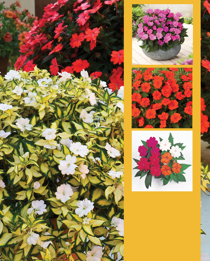 SunPatiens® Vigorous - IMPATIENS for the SUN from Kings Garden Center