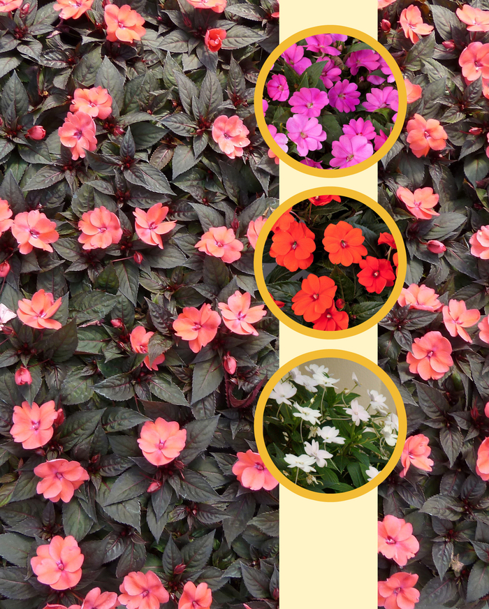 SunPatiens® Compact - IMPATIENS for the SUN from Kings Garden Center