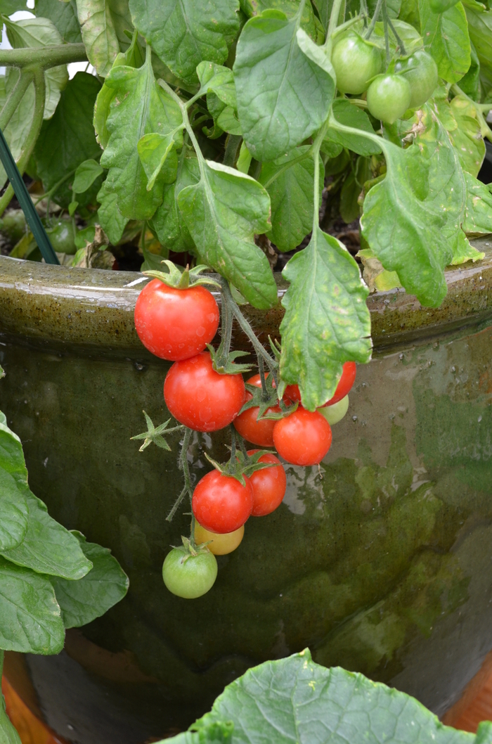 Cherry Tomato - Lycopersicon esculentum from Kings Garden Center