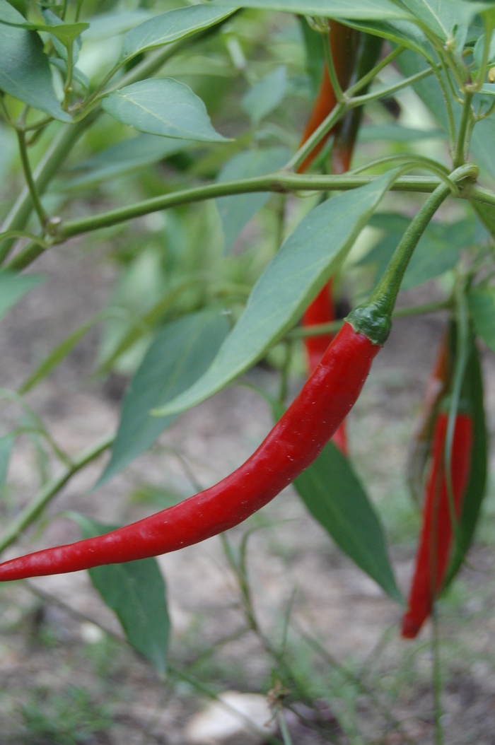 Cayenne Pepper - Capsicum annuum from Kings Garden Center