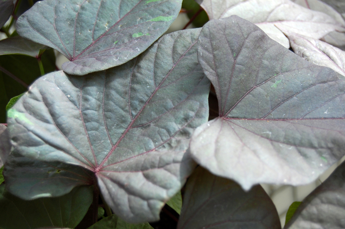 Ornamental Sweet Potato - IPOMOEA batatas 'Ace of Spades' from Kings Garden Center