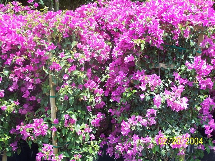 Bougainvillea - Bougainvillea from Kings Garden Center