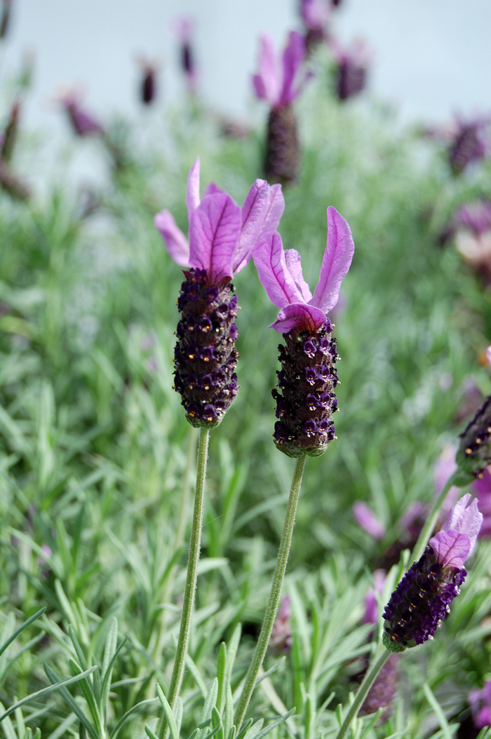 French or Butterfly Lavender - Lavandula stoechas 'Otto Quast' from Kings Garden Center