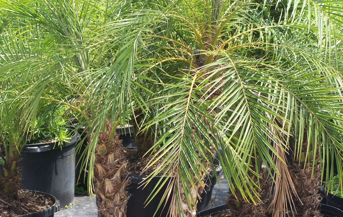 Pygmy Date Palm - Phoenix roebelenii '' from Kings Garden Center