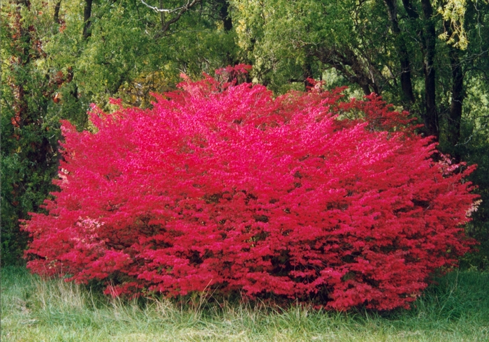 Burning Bush - Euonymus alatus 'Compactus' from Kings Garden Center