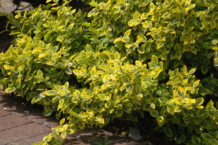 Wintercreeper Euonymus - Euonymus fortunei 'Emerald n' Gold' from Kings Garden Center