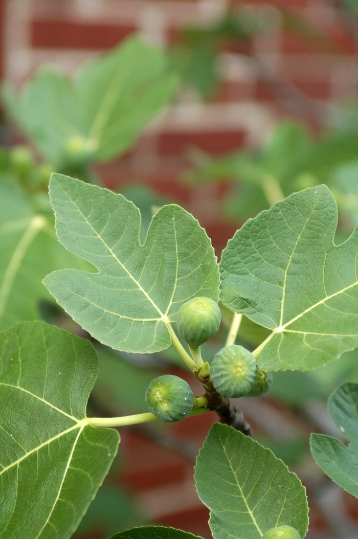 Brown Turkey Fig - Ficus carica 'Brown Turkey' from Kings Garden Center