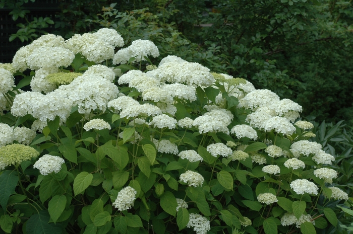 Annabelle Hydrangea - Hydrangea arborescens 'Annabelle' from Kings Garden Center