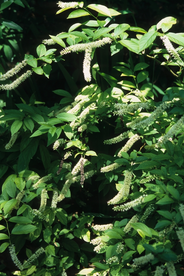 Sweetspire - Itea virginica from Kings Garden Center