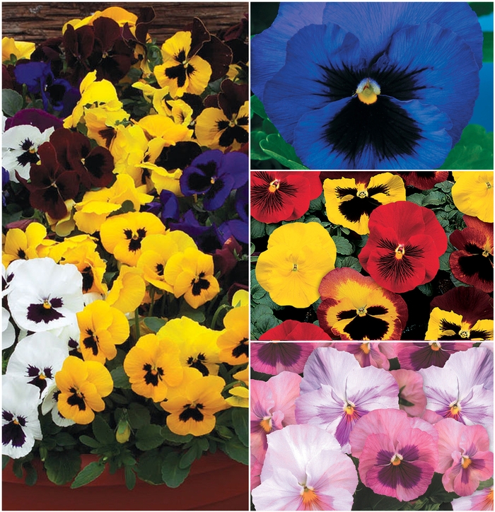 Pansy - Delta from Kings Garden Center