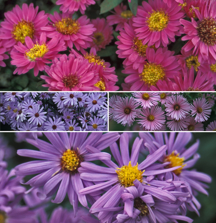 New England Aster - Multiple Varieties from Kings Garden Center