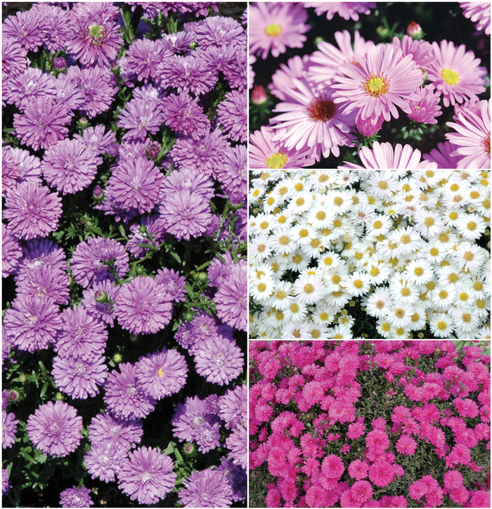 Aster -Michaelmus Daisy - Multiple Varieties from Kings Garden Center