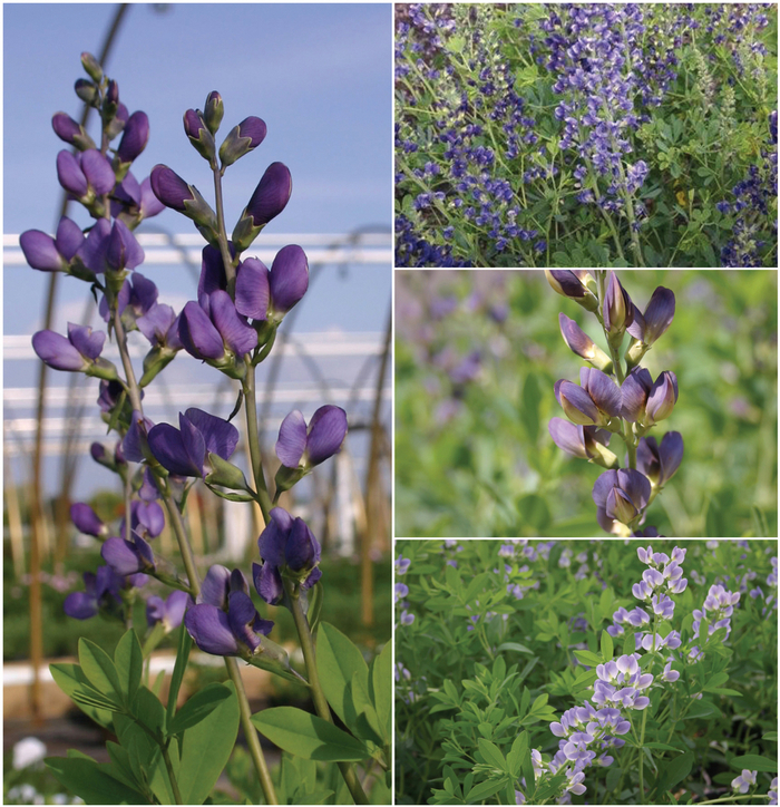 Baptisa - False Indigo - Perennial from Kings Garden Center